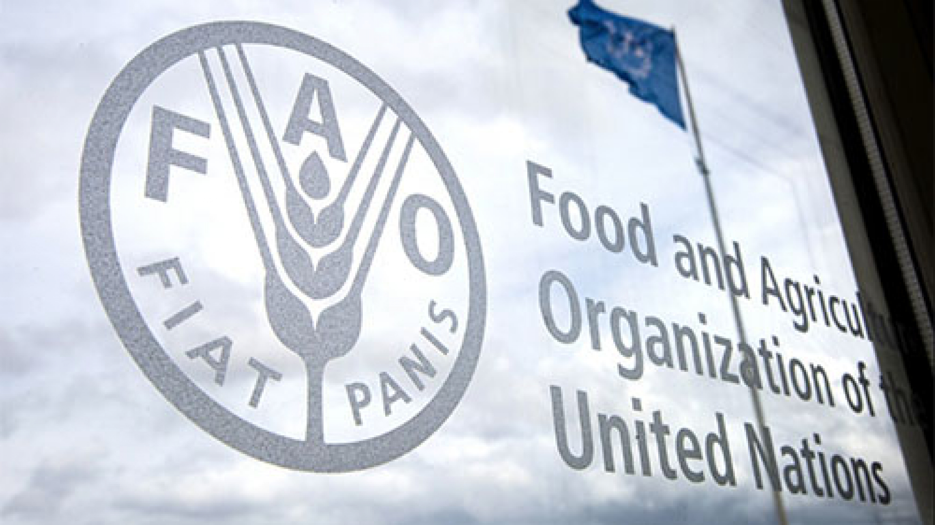 BMT “Oziq-ovqat va qishloq xoʻjaligi tashkiloti” (FAO) tomonidan turli soha vakillari uchun haq toʻlanadigan amaliyot dasturi